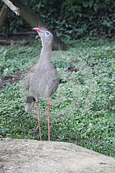 Seriema Standing in a zoo park photo