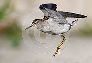 Close distance shot of Wood Sandpiper flying with lifted wings and lowered legs