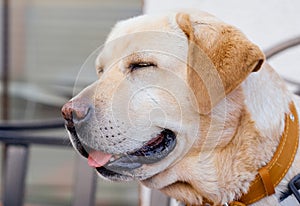Close dog dog breed Labrador with closed eyes contented