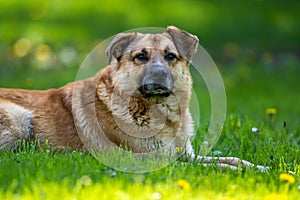 Close dog lying on the grass