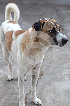 Close-dog stand staring at something