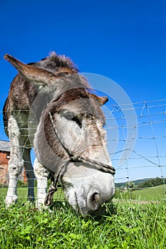 Close donkey portrait photographed with a wide-angle lens accentuating the head of the donkey close to the ground photo