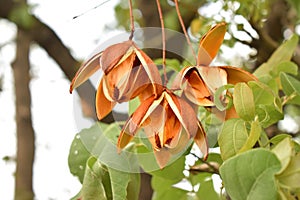 Close up of a dry pods of a tree in the field