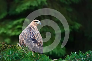 Eagle on branch