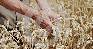 Close elderly farmer's hands touches ripe wheat spikes in field