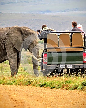 Close encounter with an African Elephant on Safari in Africa