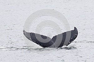 Close encounter with Alaskan humpback whale tale fluking