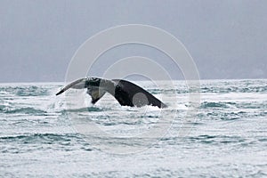 Close encounter with Alaskan humpback whale tale starting fluking