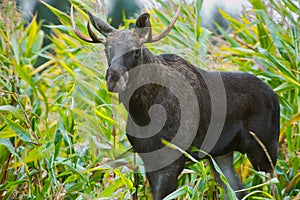 .Close encounter with the bull elk Alces alces