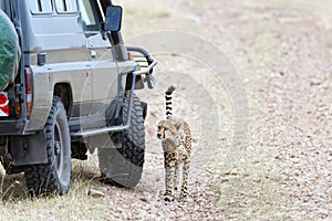 Close encounter with cheetah