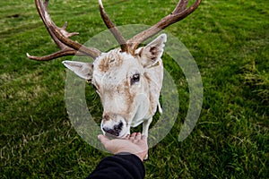 Close encounter with a deer