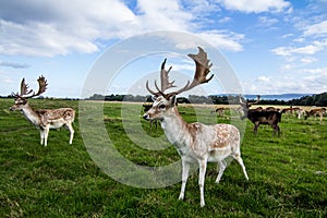 Close encounter with a deer