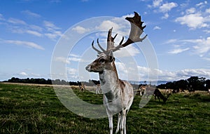 Close encounter with a deer