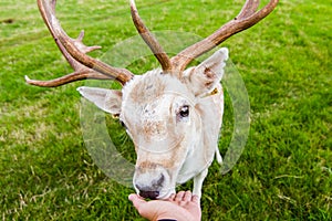 Close encounter with a deer