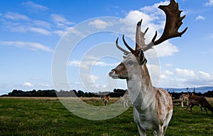 Close encounter with a deer