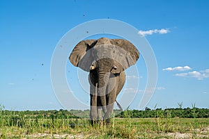 Close encounter with an elephant from a boat at the Chobe River