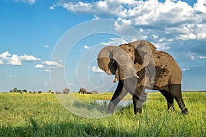 Close encounter with an elephant from a boat at the Chobe River