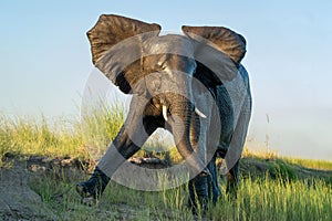 Close encounter with Elephants crossing the Chobe river