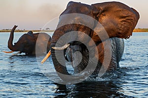 Close encounter with Elephants crossing the Chobe river