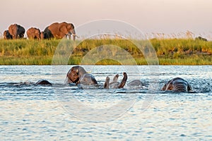 Close encounter with Elephants crossing the Chobe river