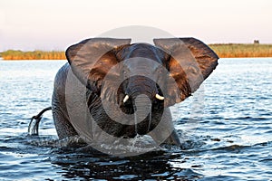 Close encounter with Elephants crossing the Chobe river