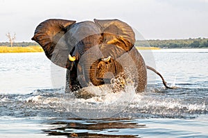 Close encounter with Elephants crossing the Chobe river