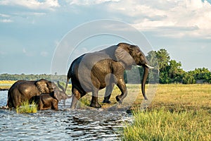 Close encounter with Elephants crossing the Chobe river