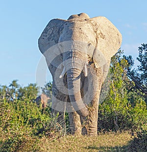 Close Encounter With a Large Elephant