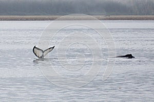Close encounter with a pair of Alaskan humpback whales tale starting fluke