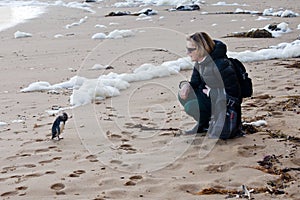 Close encounter with a penguin slammed by waves on the beach