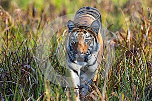 Close encounter with a Tiger