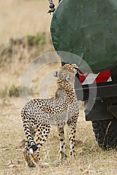 Close encounter with wild cheetah