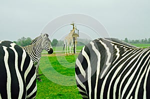 Close encounter with Zebras. Lion Safari. Ontario