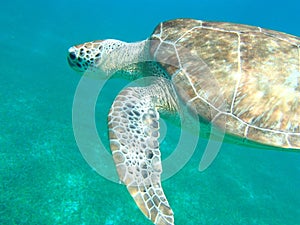 Close Encounters of the Hawksbill