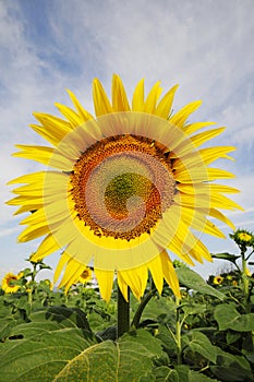 Vicino a occhio sul girasole 