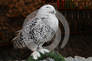 Close eyes owl stand on rock