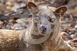 Malagasy Fossa photo