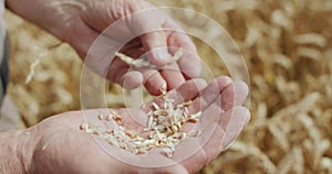 Close farmer's hands peel a spikelet of ripe wheat to look through at the grains