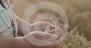 Close farmer's hands peel spit of ripe wheat to check among the field at sunset