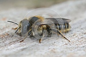 Close of a female blue eyed leafcutter bee , Hoplitis tridentata