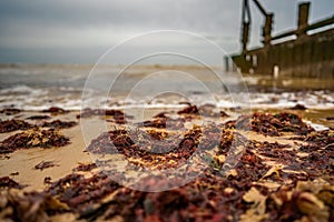 Close focus on a patch of red seaweed washed up on the sandy shore of a North Norfolk beach