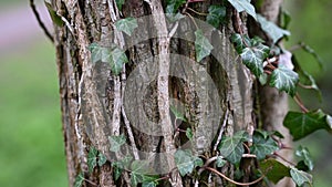 Close footage of the tree trunk covered by ivy.