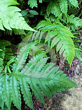 Close the fresh green leaves of Dryopteris filix-mas. photo