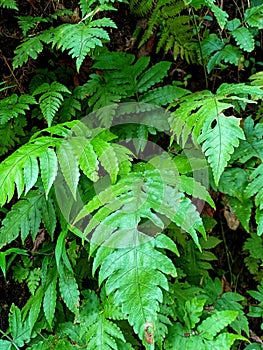 Close the fresh green leaves of Dryopteris filix-mas. photo