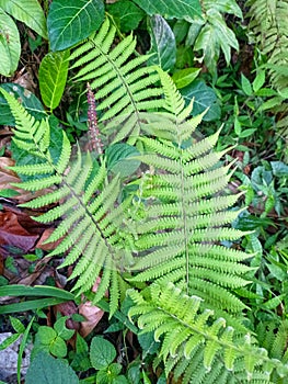 Close the fresh green leaves of Dryopteris filix-mas. photo