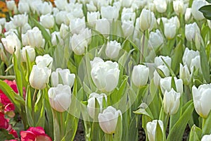 Close fresh white tulip in field. Tulips in spring time