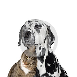 Close friendship between a cat and a dog