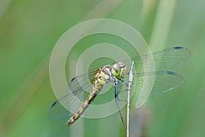 Close frontal shot of a dragonfly , darter species, Sympetrum photo