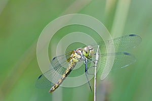 Close frontal shot of a dragonfly , darter species, Sympetrum photo