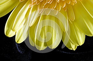 Close gerber daisy on velvet photo